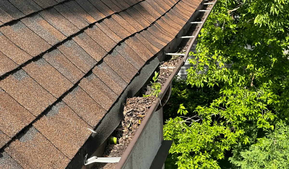 Clogged gutters with debris, highlighting the importance of cleaning gutters as part of roof for fall maintenance to prevent ice dams.
