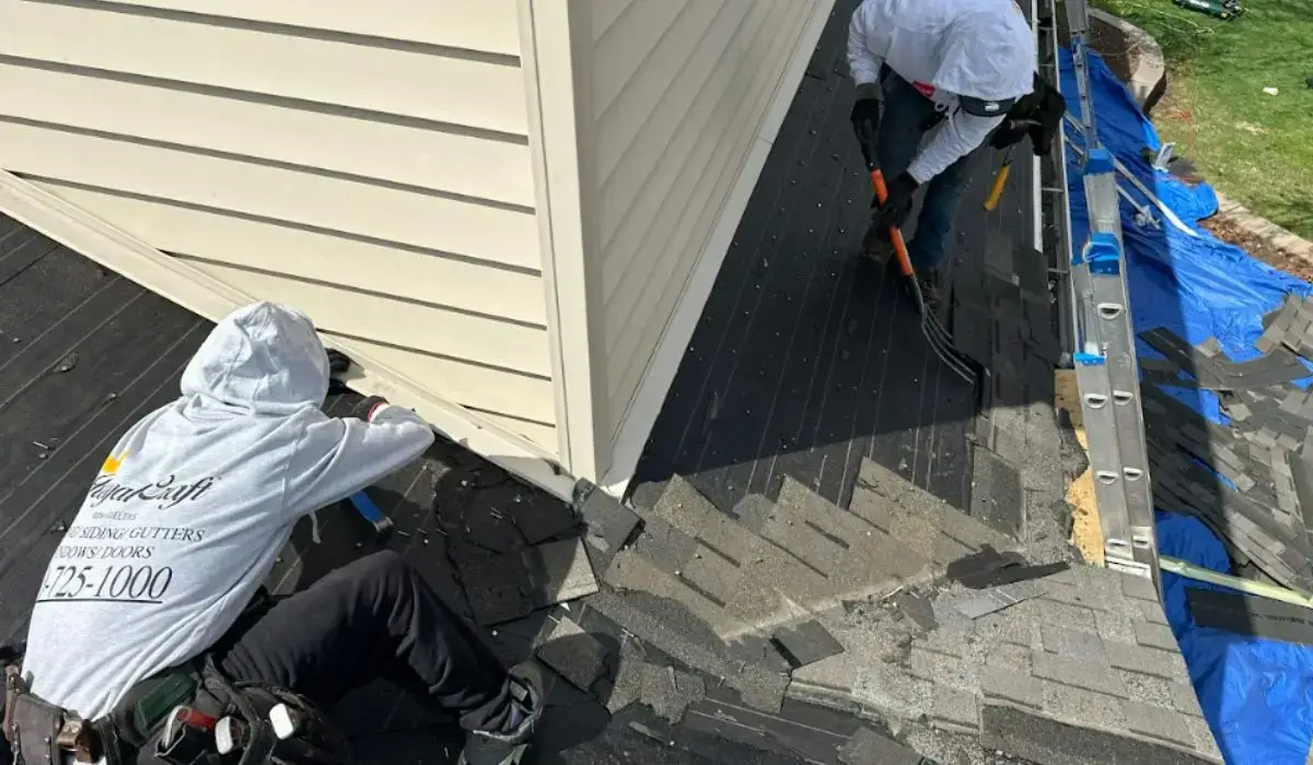 Two contractors from Royal Craft, one of the trusted roofing companies in Downers Grove, removing old shingles while working safely and cleanly around siding and ladders.